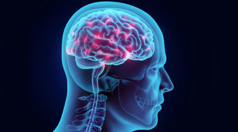 Human brain
