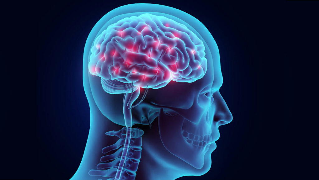 Human brain