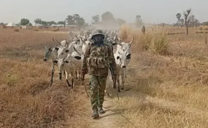 Troops overpower terrorists in Katsina, recover 529 rustled animals