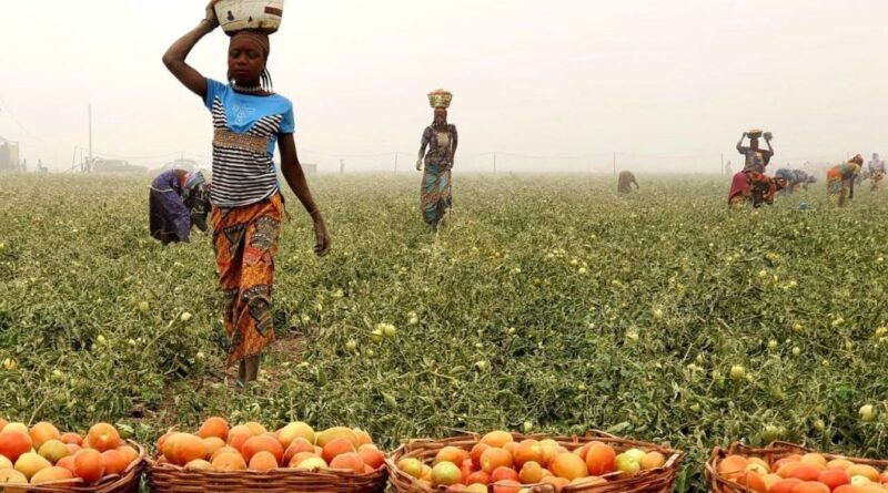 FG to invest N800bn in agro-processing, renewable energy under industrial policy