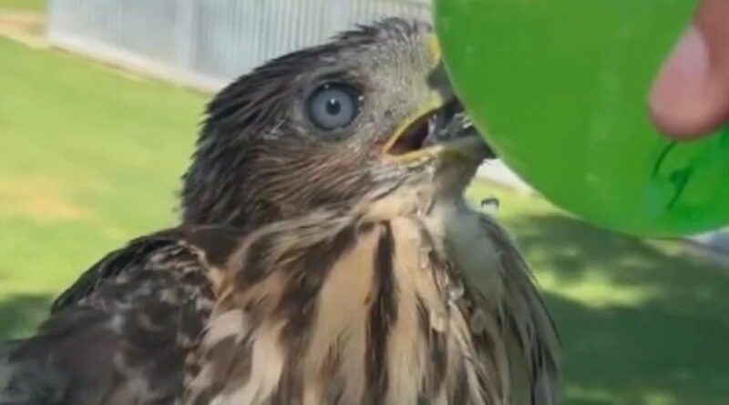 California man sentenced for giving alcohol to hawk