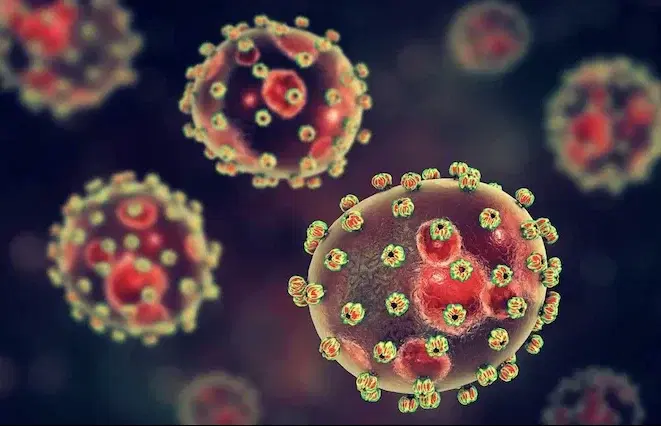 Lassa Fever: Kano confirms one dead, two others infected
