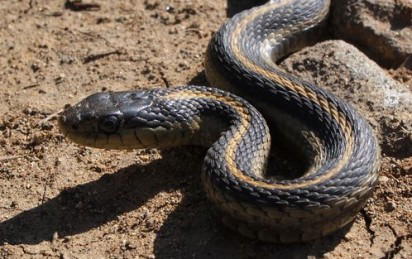 Things to do if bitten by a snake – NOA