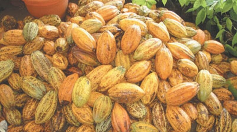 FG to boost cocoa production, export with jute bag factories