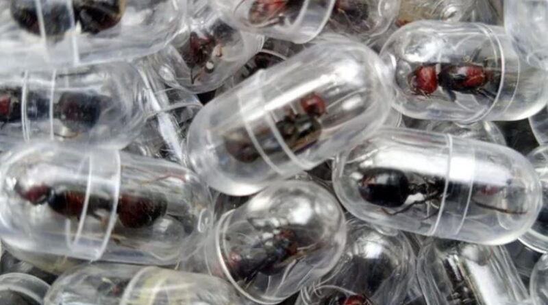 Chinese national nabbed for attempting to smuggle 2,000 queen ants from Kenya