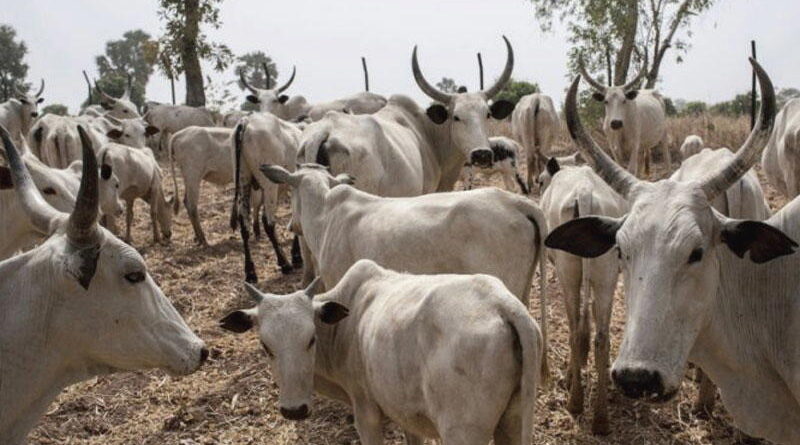 Miyett Allah, Open grazing