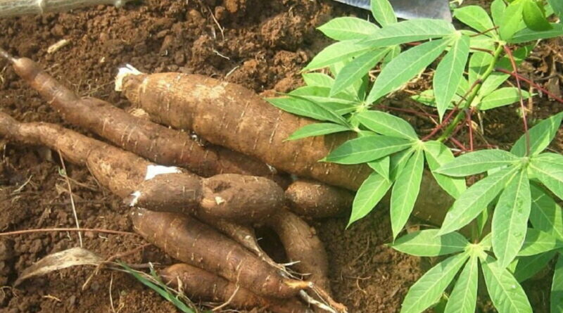 cassava