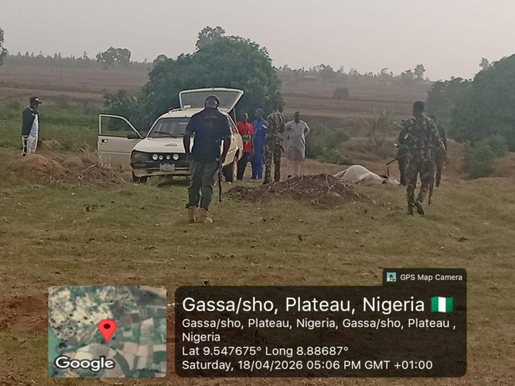 Nine cows reportedly poisoned after eating oranges in Plateau