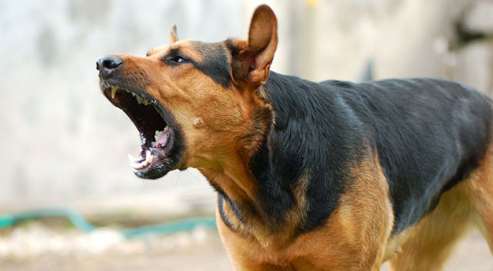 Man who damaged Porsche to escape dogs not liable for damage – Munich court