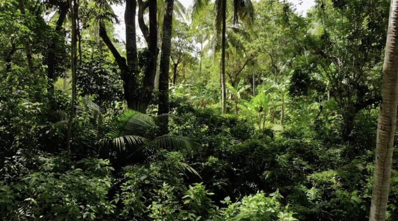 ‘We only want peace’, Delta community pleads for help as land tension rises 