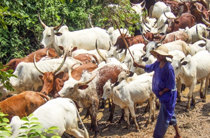 Herdsmen