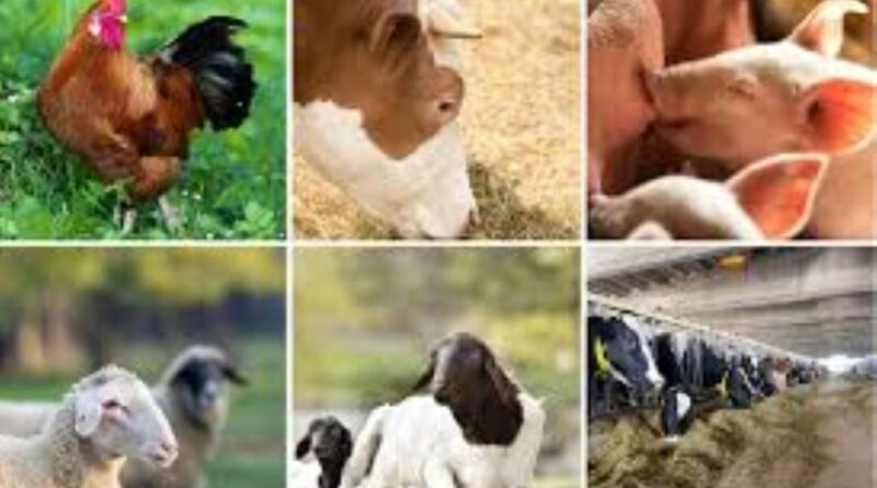 National Livestock Transformation Plan on course — Kabir