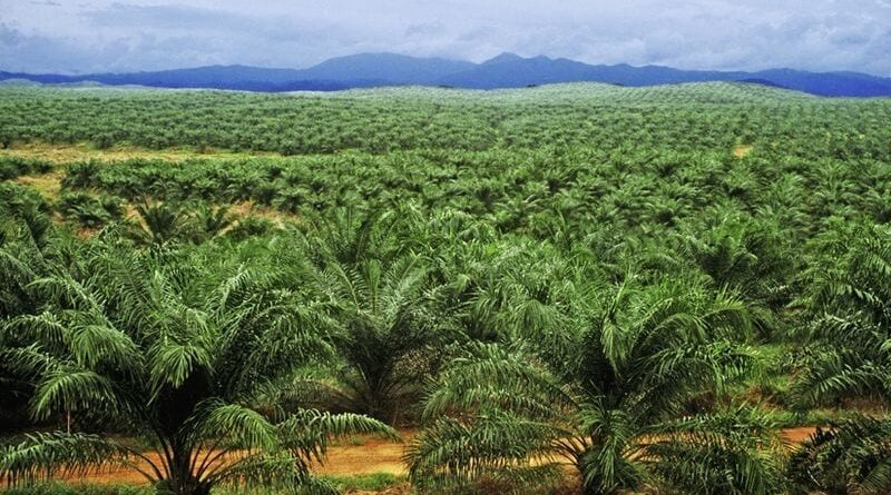 We’re targeting northern Nigeria for massive oil palm plantations — NPPAN