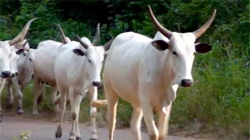 cow