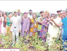 Ogun cotton project records harvest as stakeholders push industry revival