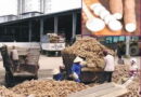 Beyond Garri: Mapping Nigeria’s $1bn path to Cassava derivative exports