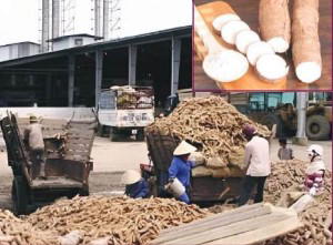 Beyond Garri: Mapping Nigeria’s $1bn path to Cassava derivative exports