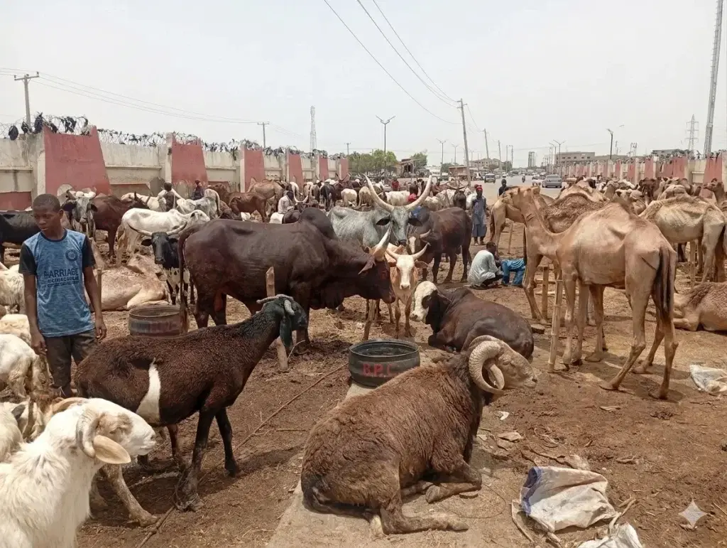 Sallah: Sheep prices surge to N1.2m in Nigeria – Report