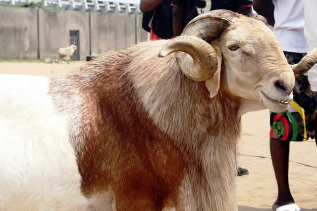 Sallah: Nigerians groan as cost of ram hits N800k, cow N3.2m