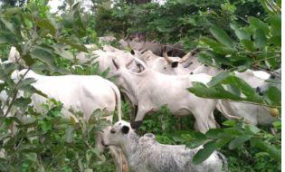 Drama in Kwara market as stolen cows recognise true owners, expose suspected bandit 