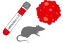 Human-to-human hantavirus strain confirmed in cruise passenger