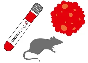 More Hantavirus cases may emerge in coming weeks — WHO
