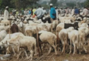 Prices of rams rise in Kaduna ahead of Eid-el-Kabir