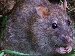 Lassa Fever: Death toll hits 191
