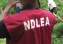 NDLEA destroys 25,807.192kg of illicit drugs in Imo