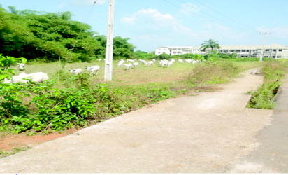 “Grazing reserves” is land grabbing!