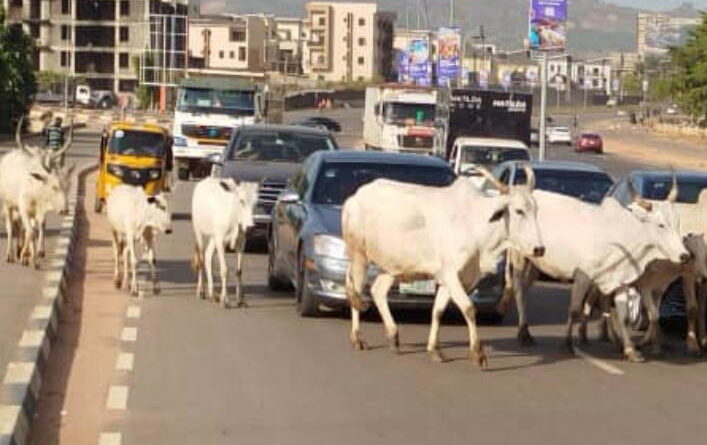 File: Cows on Mabuchi Road, Mabuchi District, Abuja, at 4.30 p.m. on Thursday, November 13, 2025. Photo: Onochie Anibeze