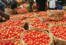 Tomato prices may ease from August, traders reassure Nigerians