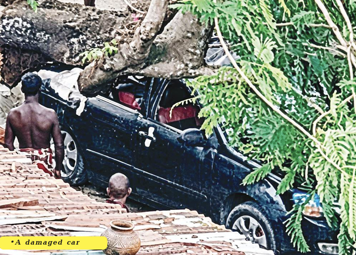 The canopy that became a threat: Calabar’s ornamental trees turn from beauty to danger