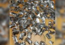 Police arrest man with 150 live venomous scorpions in luggage