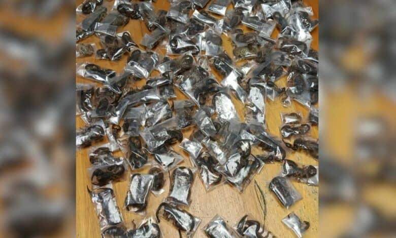 Police arrest man with 150 live venomous scorpions in luggage