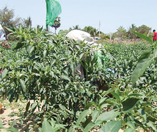 Agro exports crash 31% as port delays, pesticides trigger global rejections