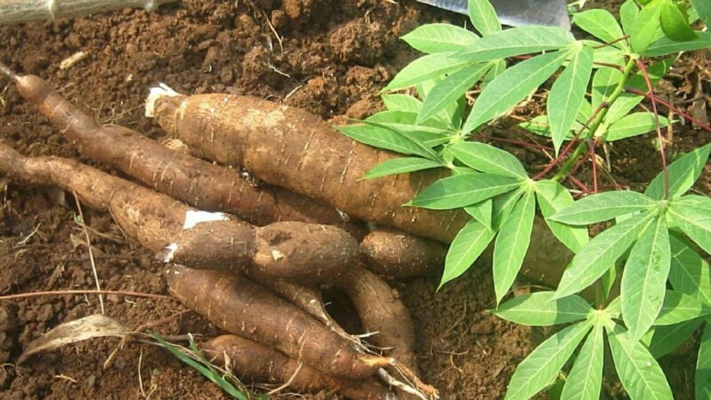The $7bn Root: Orchestrating Nigeria’s cassava industrialisation, export revolution