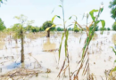 Farmers in tale of woes over flooding