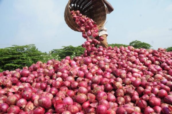 Onions producers canvass for increased production to meet local demand