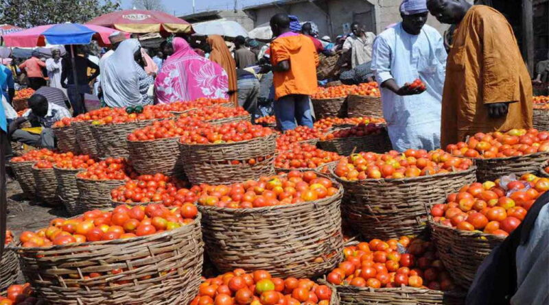 Why housewives, caterers, others are crying over rising cost of tomatoes