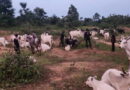 Kogi recovers 1,000 rustled livestock from late Battijo, other bandits