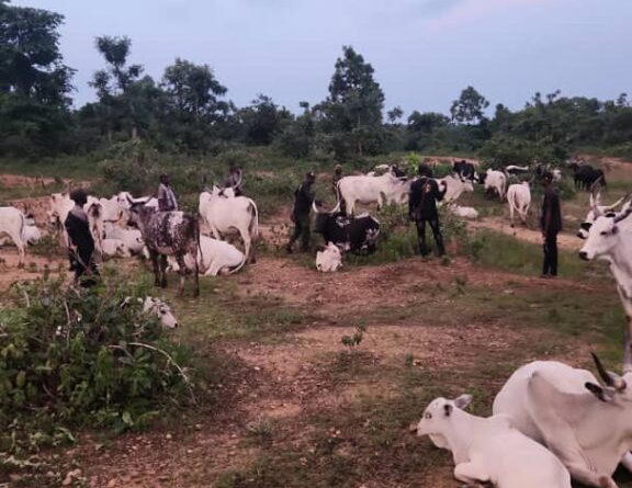 Kogi recovers 1,000 rustled livestock from late Battijo, other bandits