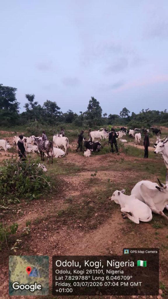 Kogi recovers 1,000 rustled livestock from late Battijo, other bandits