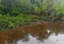 Uncertainty trails Bayelsa oil spill as community counts losses