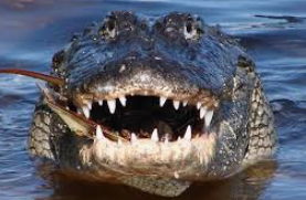 Obeagwe: Anambra riverine community worships alligator as god