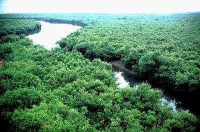 Why Nigeria must invest in mangroves preservation