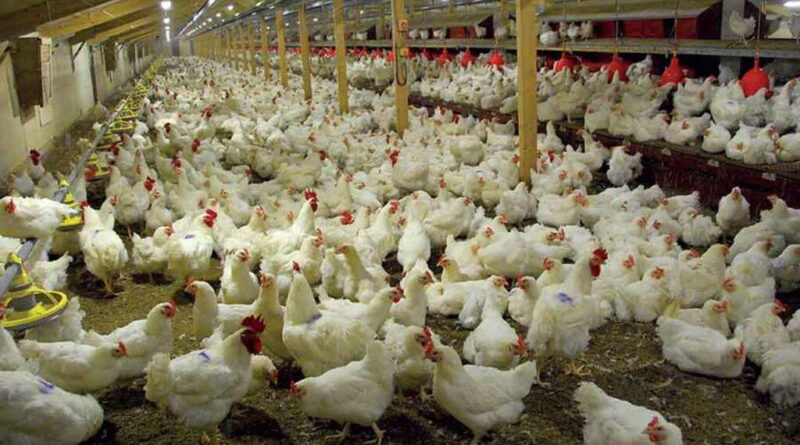Experts seek reforms to unlock poultry industry’s potential