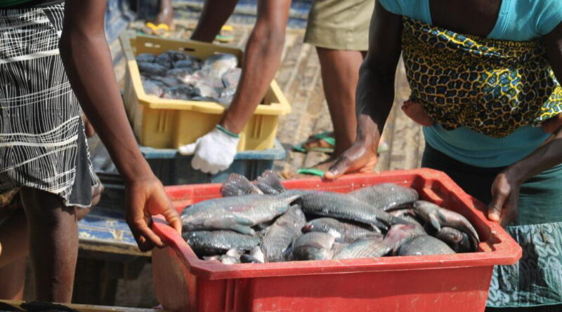 High feed cost, poor financing threaten fish production — FG