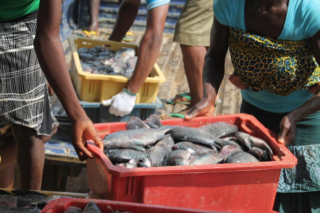 High feed cost, poor financing threaten fish production — FG