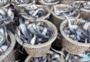 Unhealthy profit: Fresh fish vendors now using dye to fake freshness 